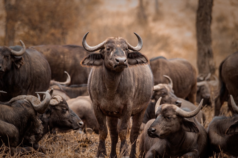 a herd of cattle standing on top of a dry grass field