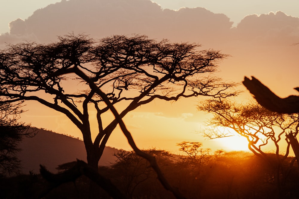 a giraffe is silhouetted against the setting sun