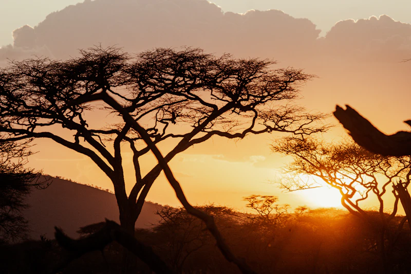 A giraffe silhouetted against the setting sun on the Tanzanian plains