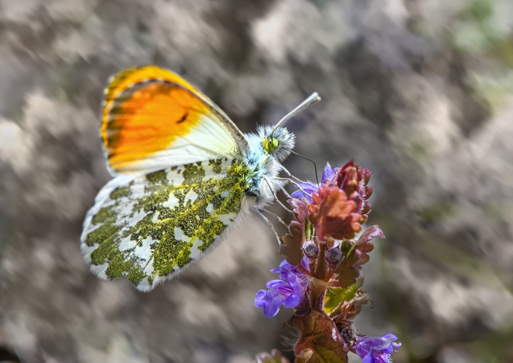 a yellow and white butterfly sitting on top of a purple flower