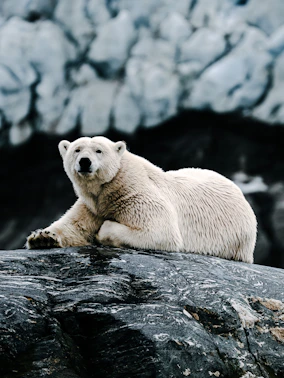 a white polar bear laying on a rock