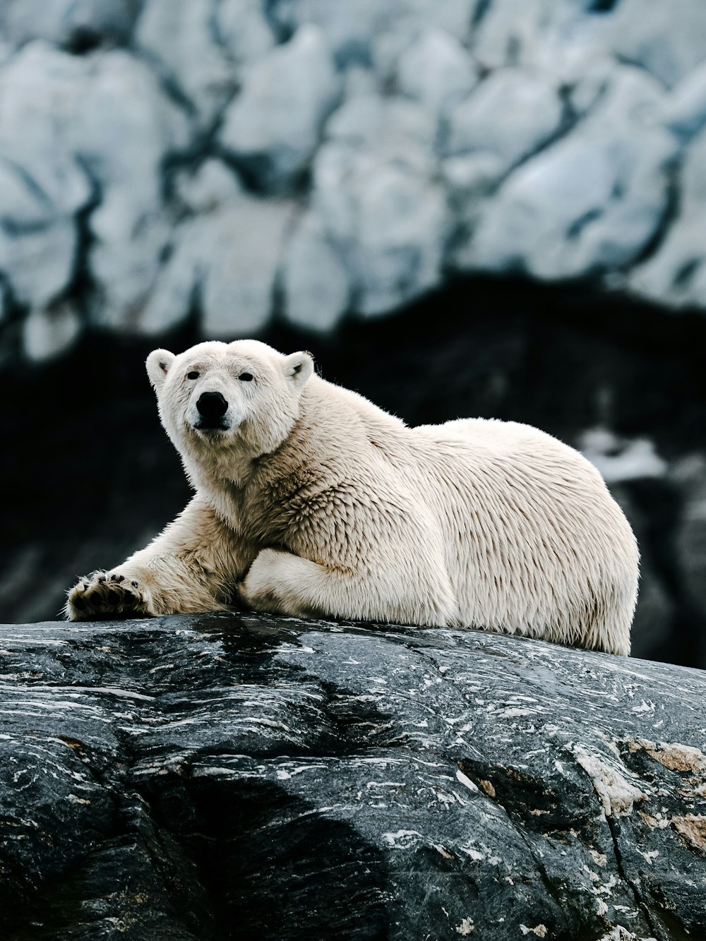 a white polar bear laying on a rock