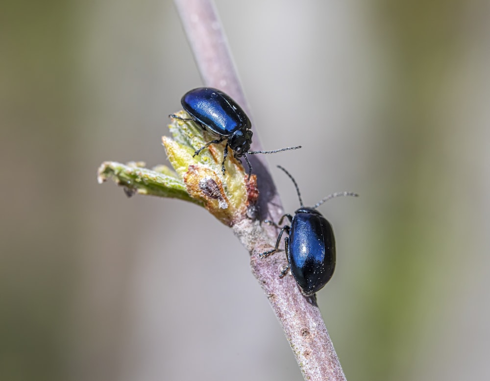 a couple of bugs sitting on top of a plant