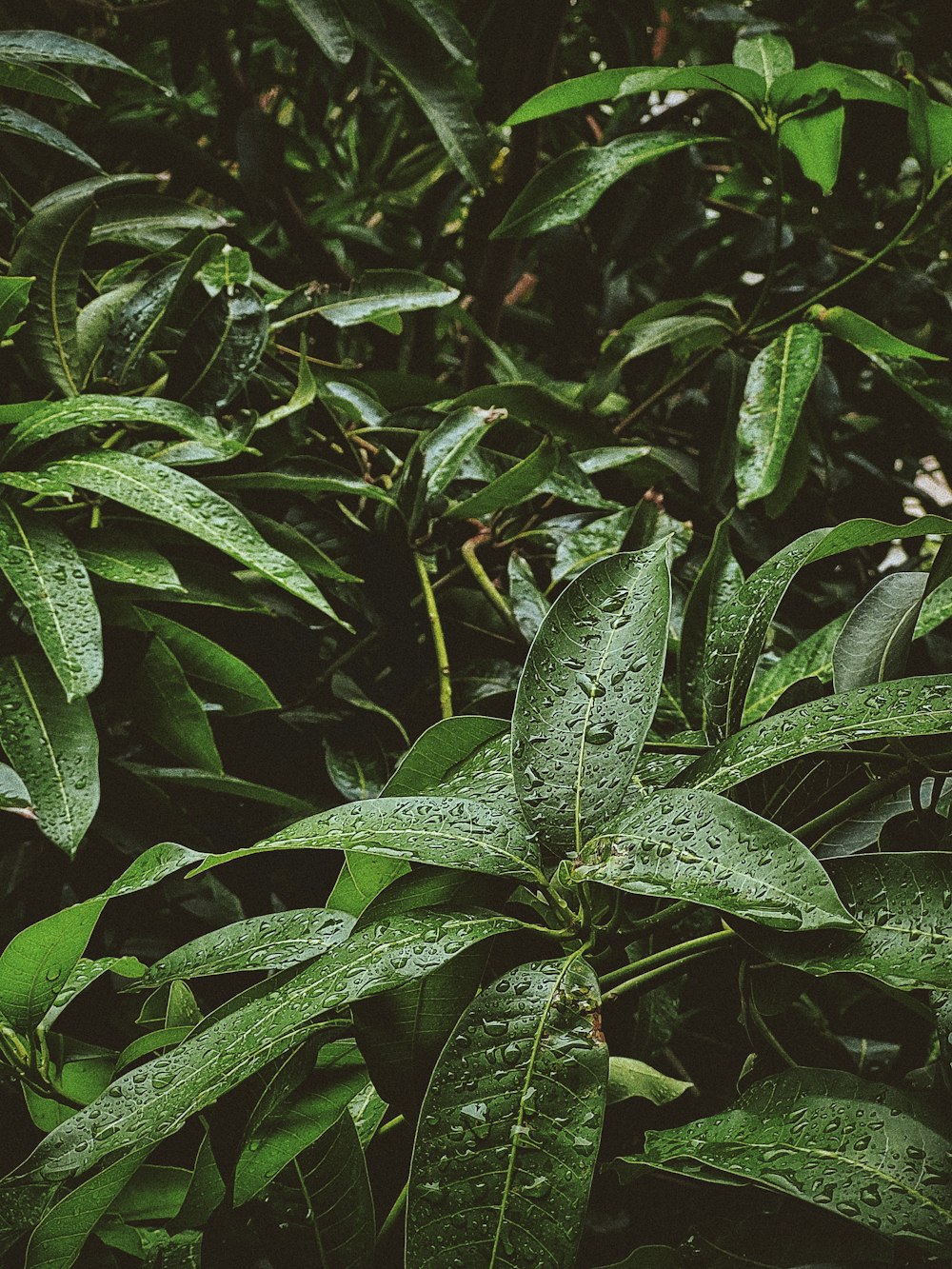 un mazzo di foglie verdi con goccioline d'acqua su di loro