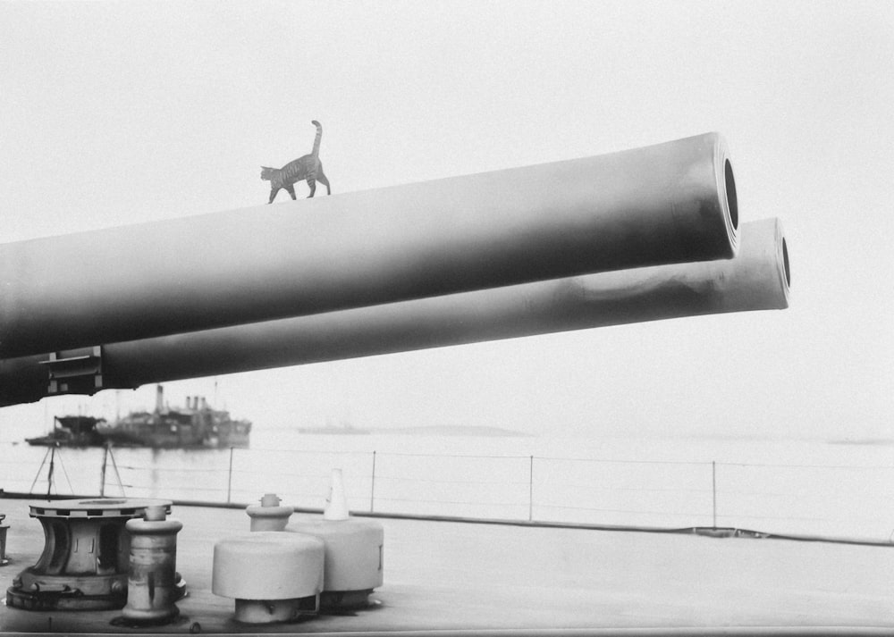 a giraffe standing on top of a giant telescope