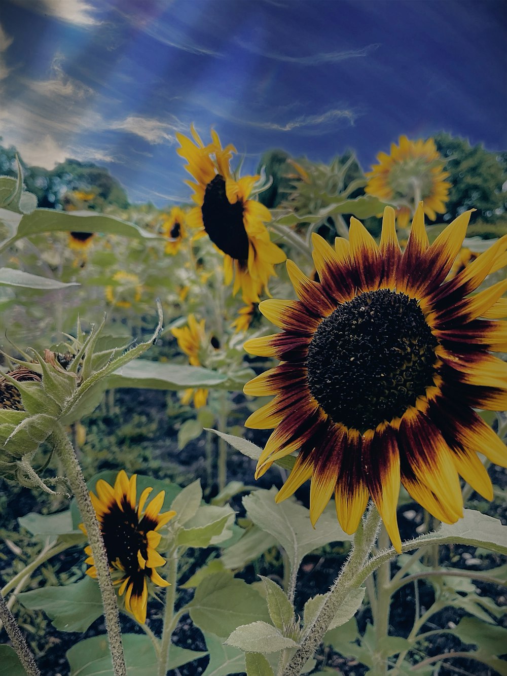 a field of sunflowers with a blue sky in the background