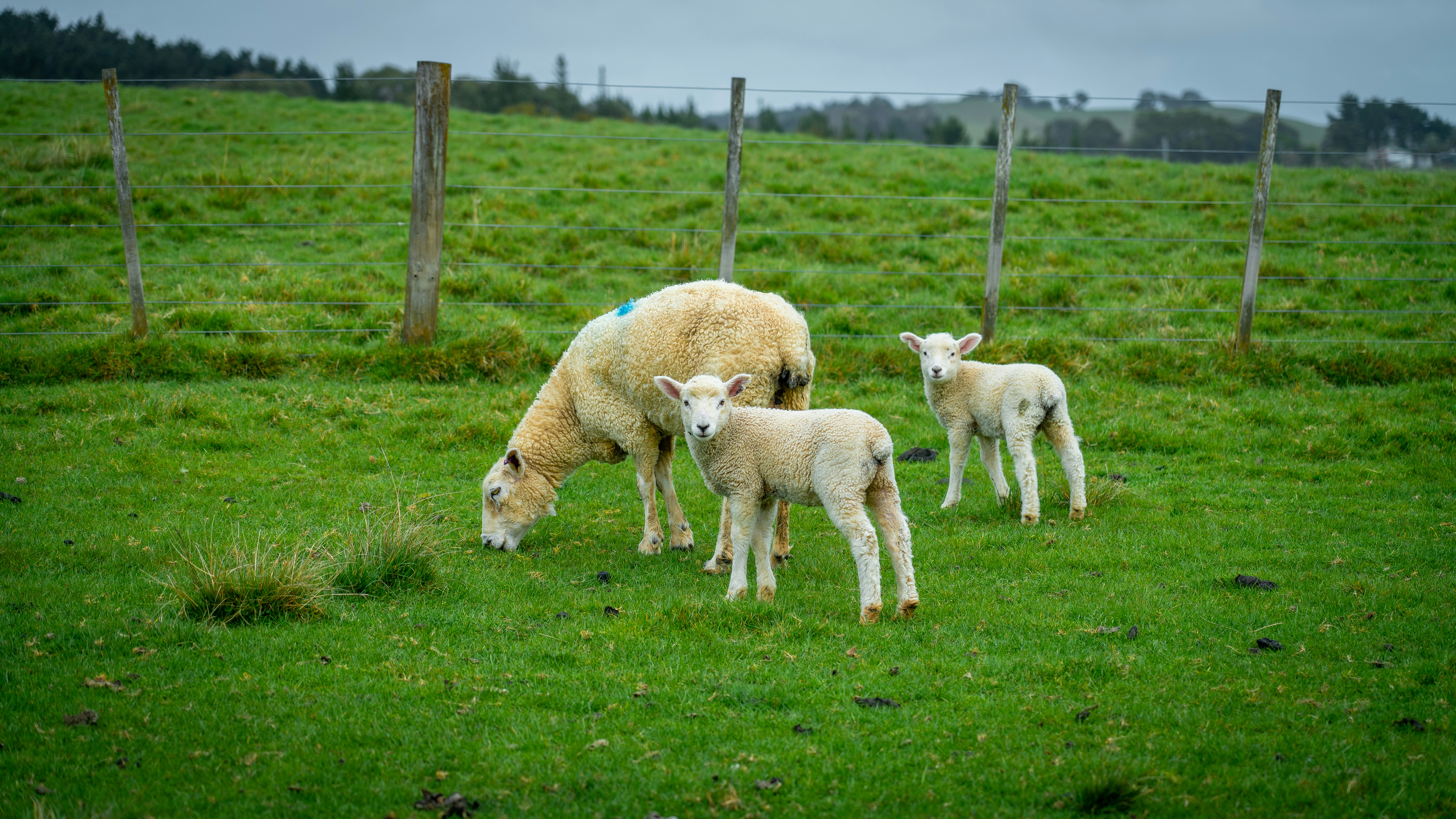 A group of sheep grazing on a lush green field photo – Free Animal ...