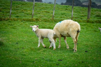 A young lamb is standing in a green pasture next to an adult sheep that appears to be nursing. The field is enclosed by a wooden fence, and the grass is lush and vibrant.