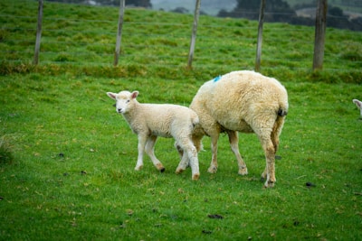 A young lamb is standing in a green pasture next to an adult sheep that appears to be nursing. The field is enclosed by a wooden fence, and the grass is lush and vibrant.