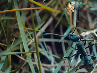 Close-up of a technician setting ant bait stations in a North Texas yard.