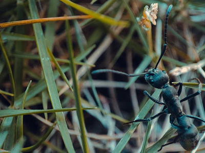 Close-up of a professional applying ant bait in a residential garden area.