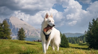 A white dog stands proudly on a grassy field, holding a large piece of wood in its mouth. In the background, there are tall trees lining the horizon and a majestic mountain under a partly cloudy sky.