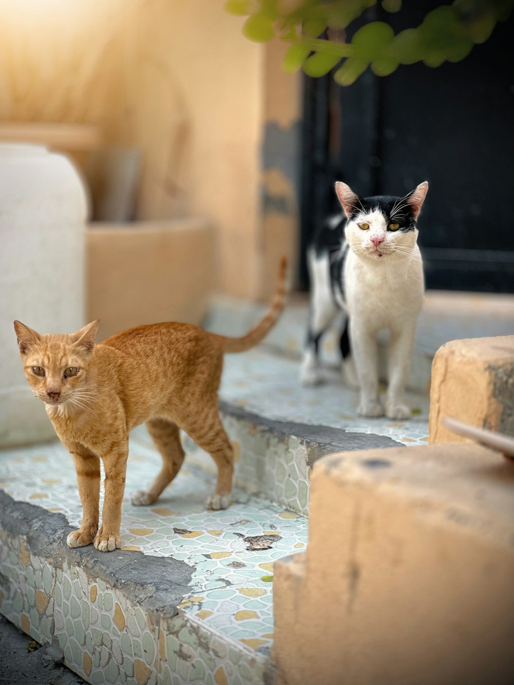 a couple of cats that are standing on some steps