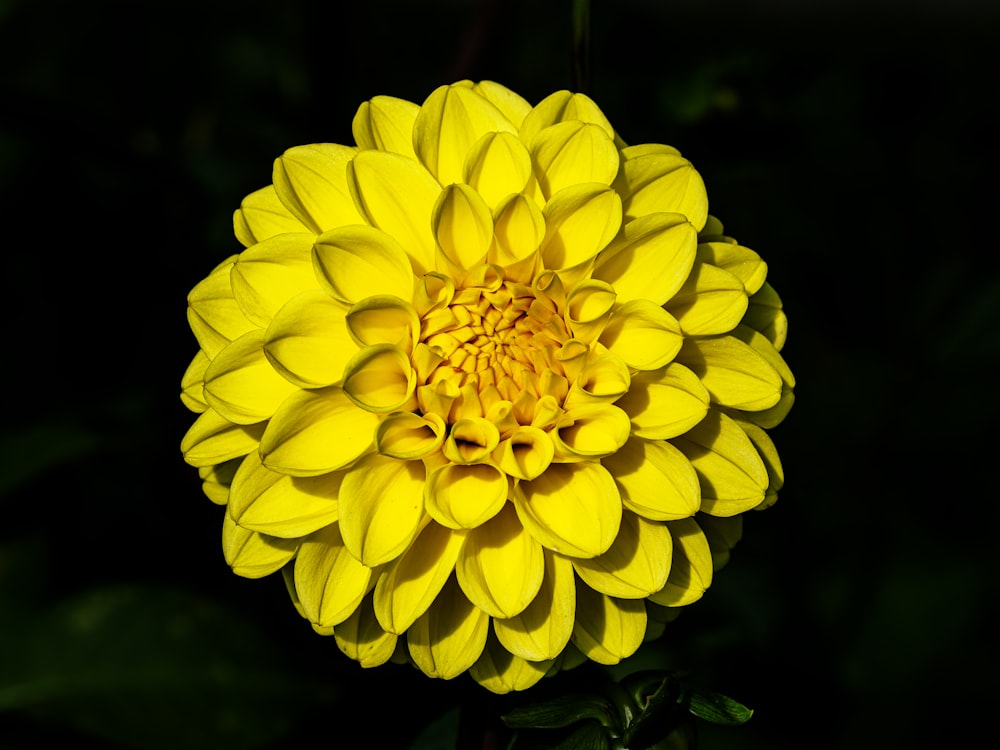 a close up of a yellow flower on a black background