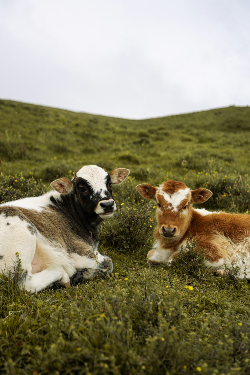 a couple of cows laying on top of a lush green field