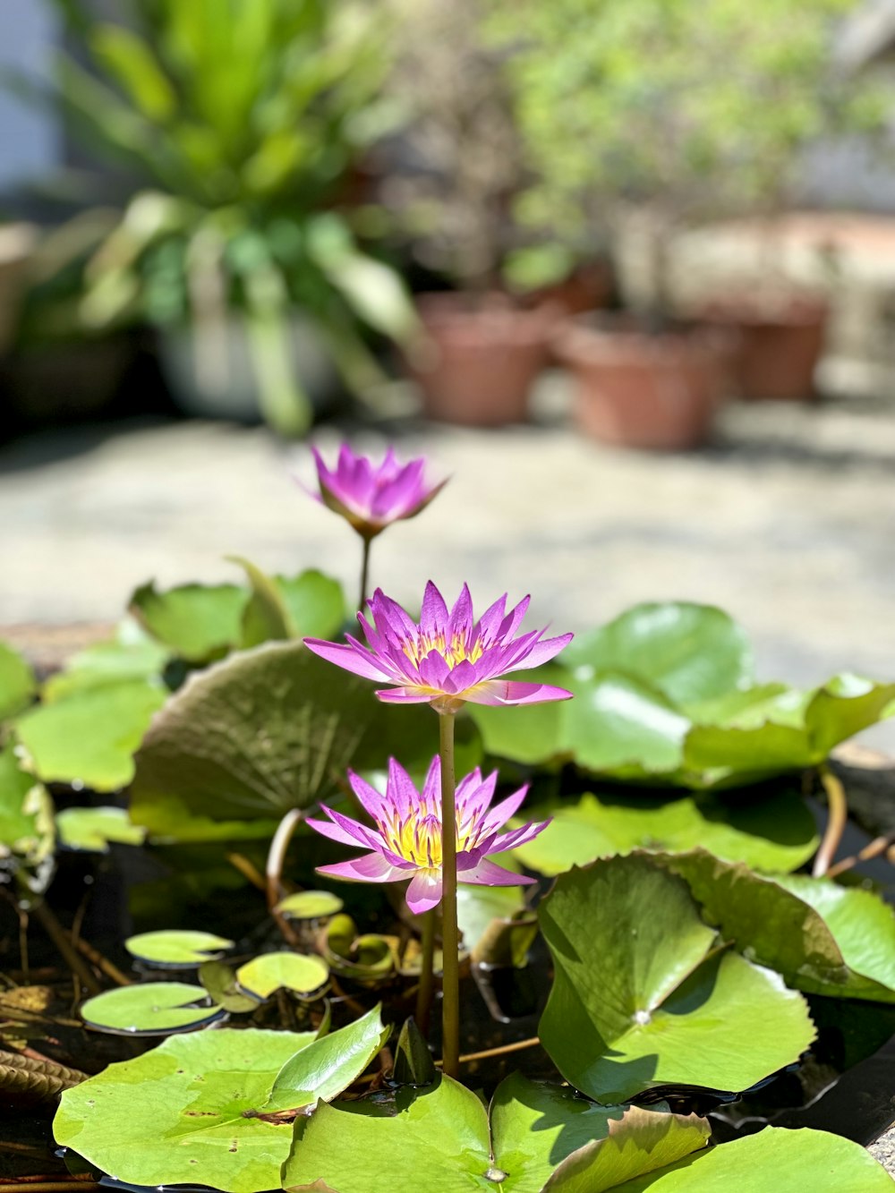 a group of purple water lilies in a pond