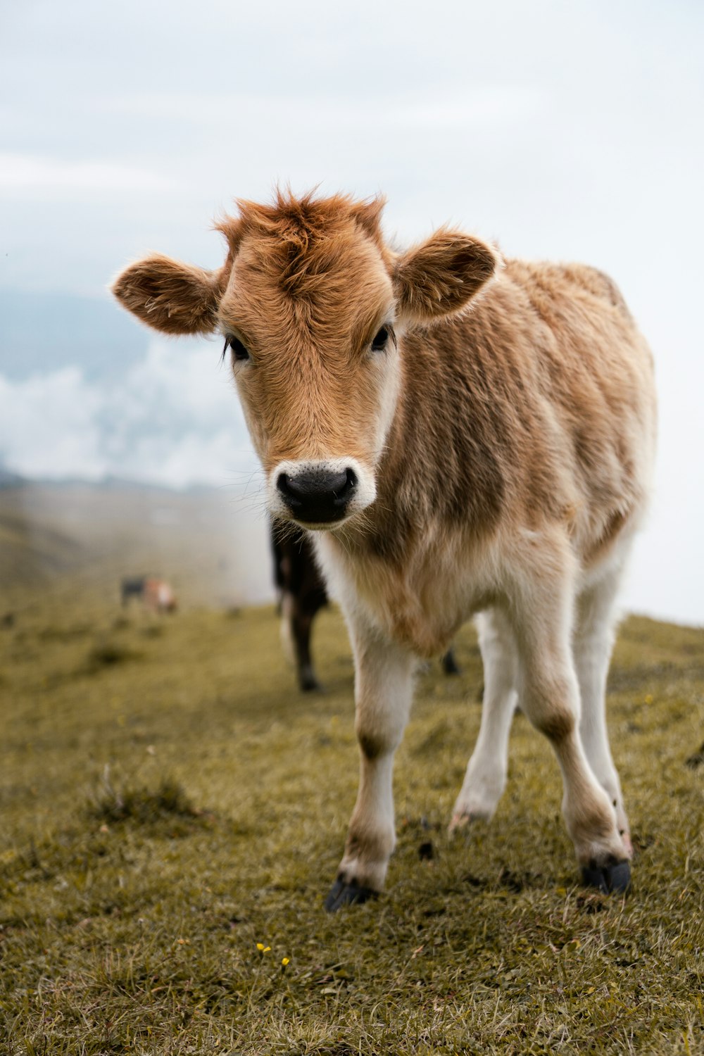 a brown and white cow standing on top of a grass covered field