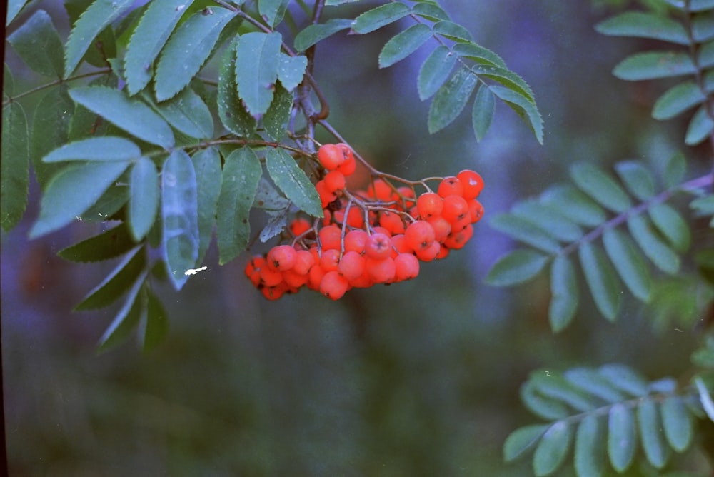 a bunch of red berries hanging from a tree