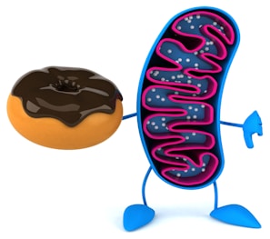 A cartoon representation of a mitochondrion character with arms and legs, holding a chocolate-glazed donut. The mitochondrion has a blue outer membrane and pink inner structures, resembling cristae.