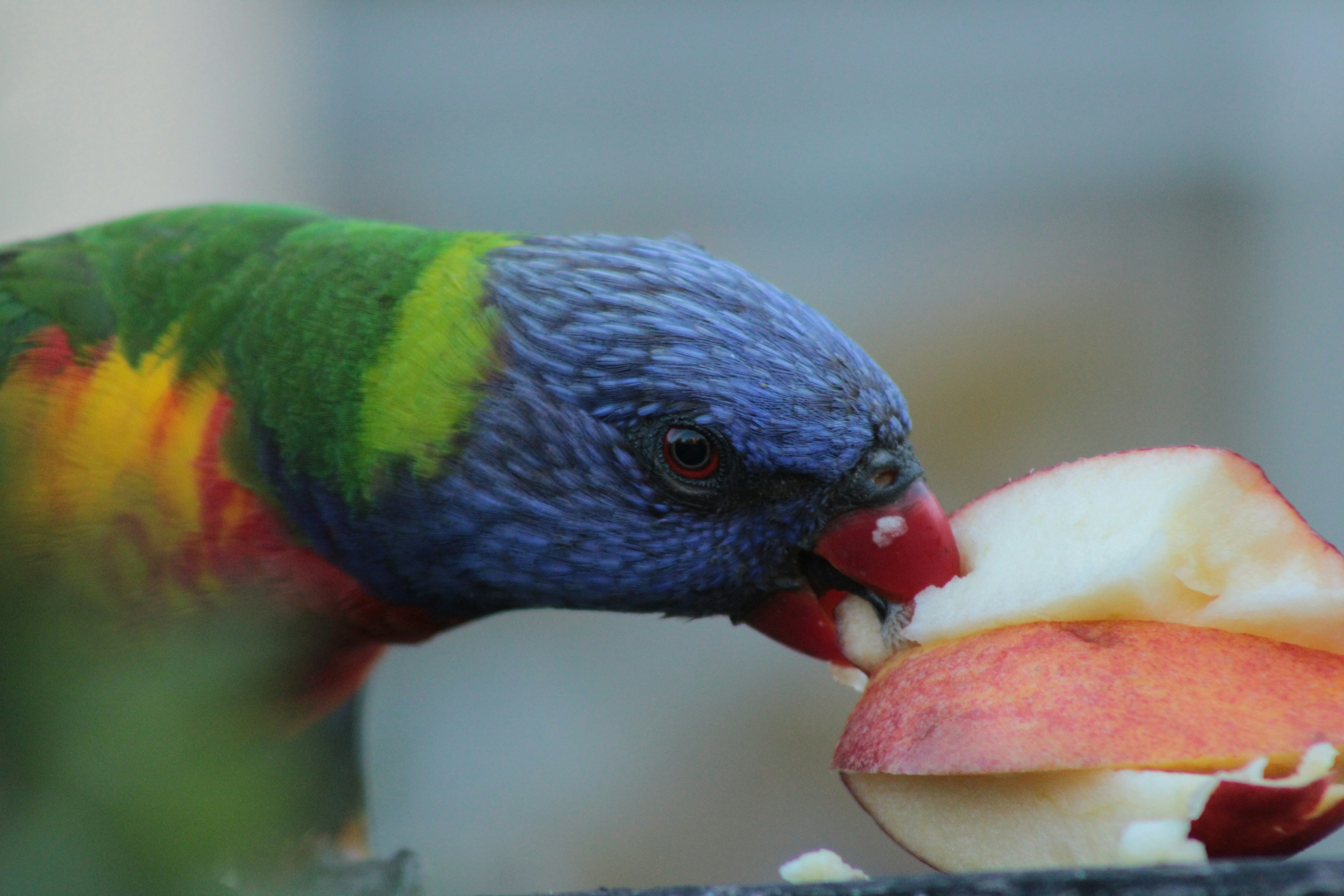 Parrot exploring new food options including pellets, fruits, and vegetables