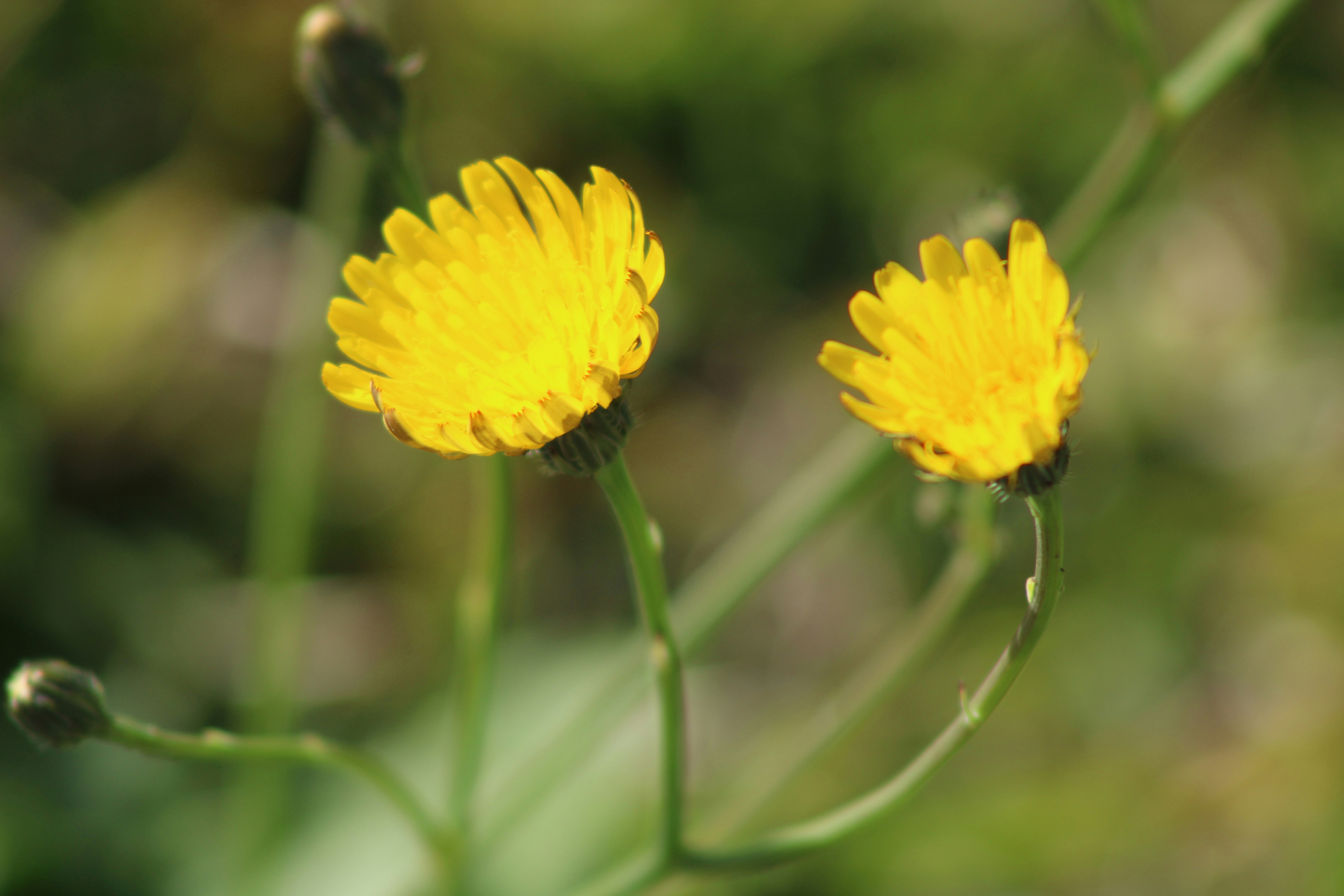 Photo by sweetasphotography