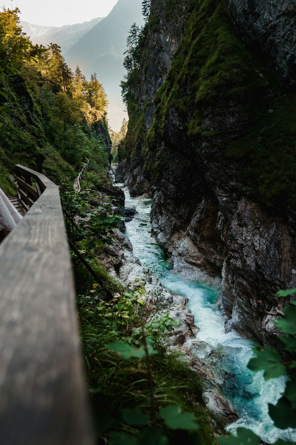 a river running through a lush green forest