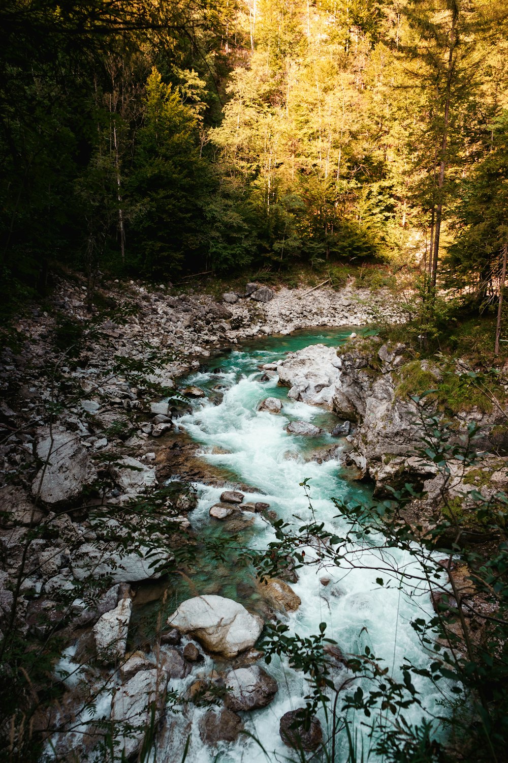 a river running through a lush green forest