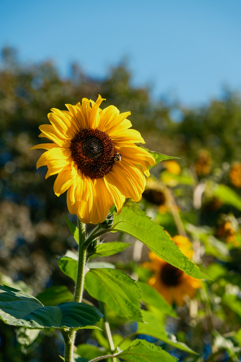 a large sunflower in a field of sunflowers