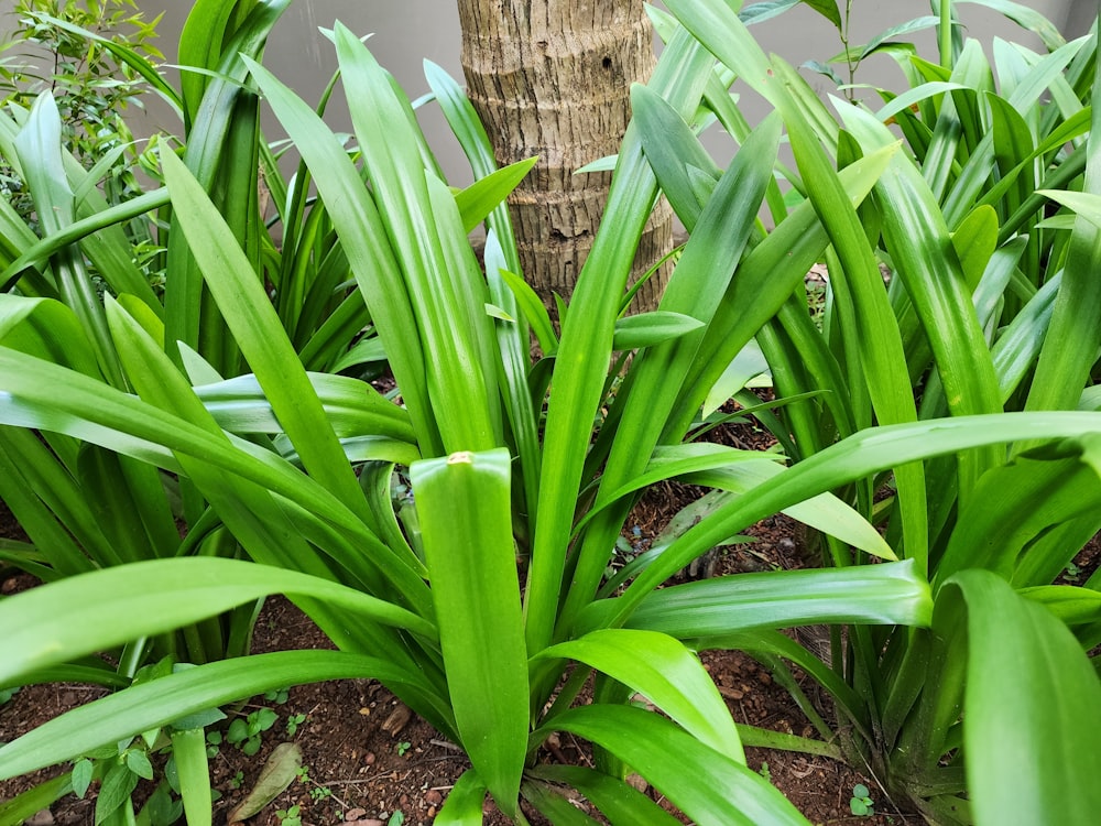 a close up of a green plant near a tree