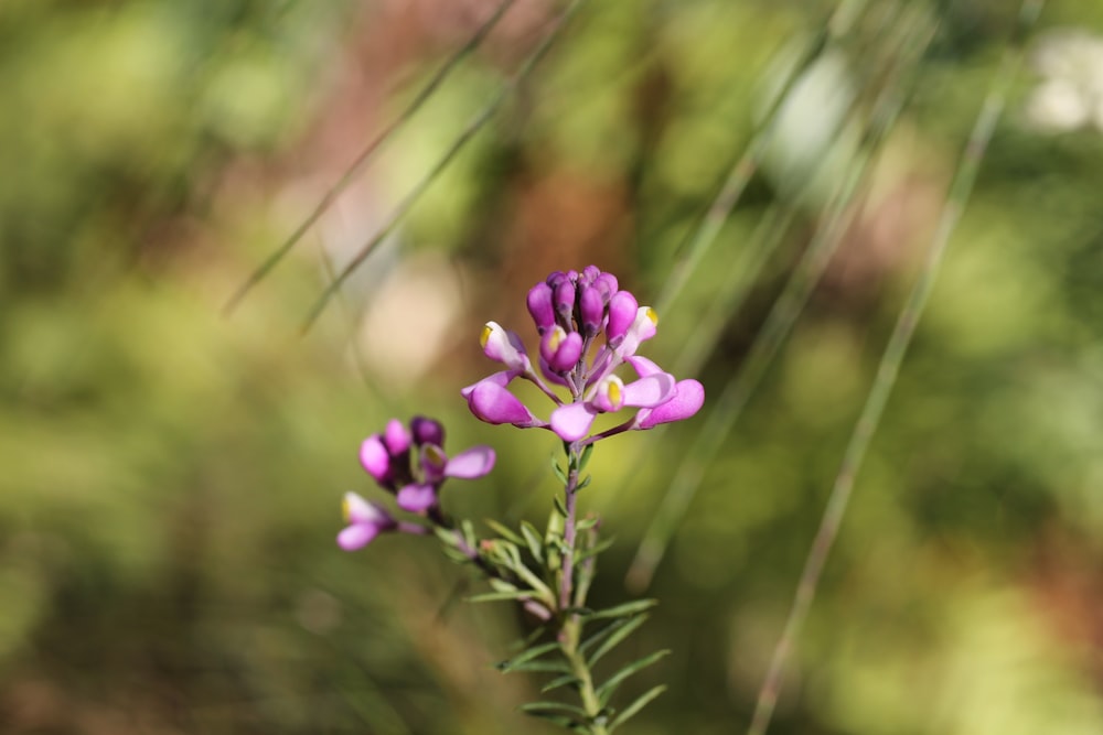 a close up of a small purple flower