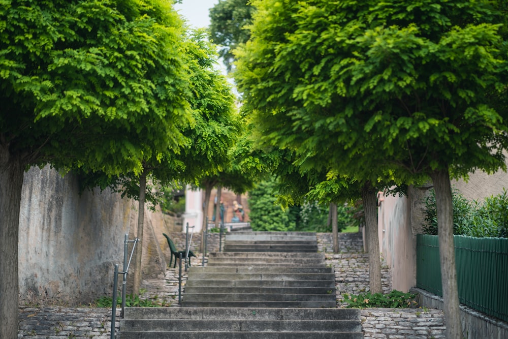 a set of steps leading up to a tree lined street