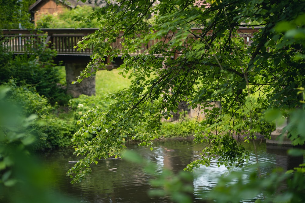 a bridge over a body of water surrounded by trees