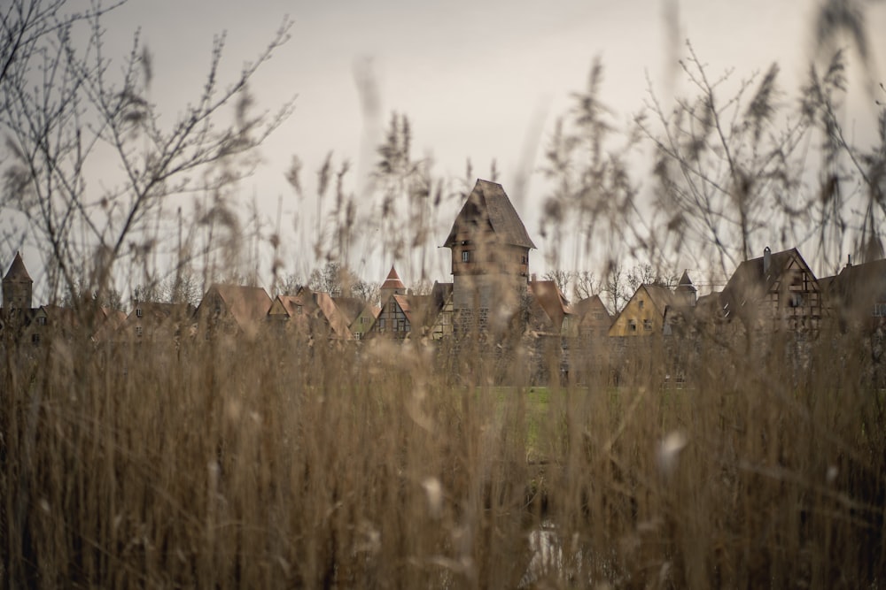 a field of tall grass with a house in the background