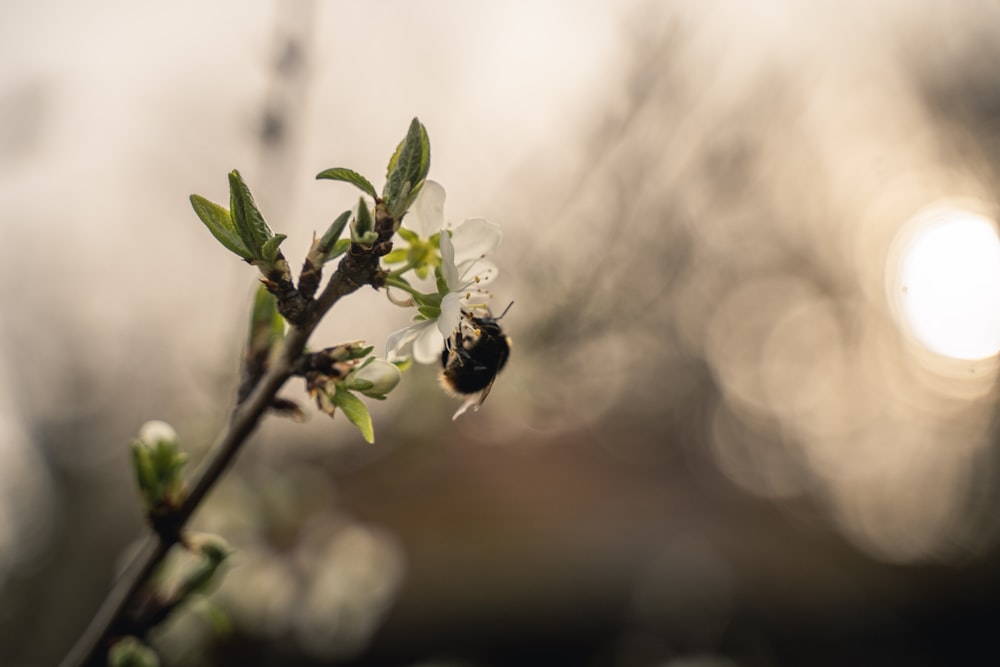 a close up of a flower on a tree branch