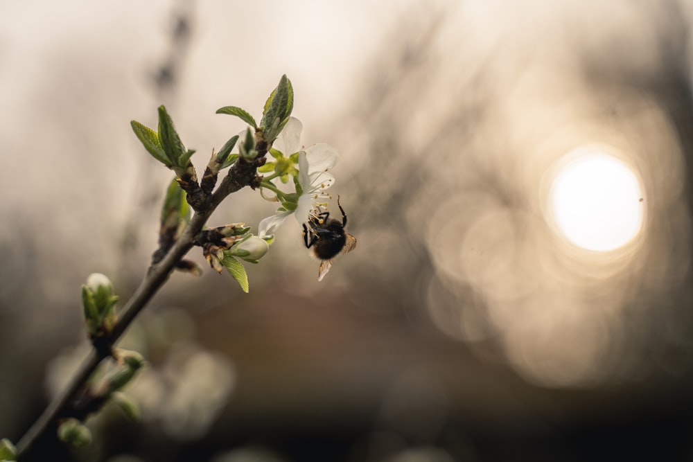 a close up of a tree branch with a bee on it