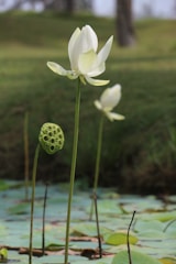 A serene scene featuring a white lotus flower in full bloom standing tall above green lily pads. The background shows blurred greenery, suggesting a pond setting. Another lotus flower can be seen slightly out of focus, along with a lotus seed pod nearby.