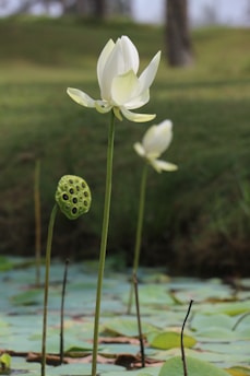 A serene scene featuring a white lotus flower in full bloom standing tall above green lily pads. The background shows blurred greenery, suggesting a pond setting. Another lotus flower can be seen slightly out of focus, along with a lotus seed pod nearby.