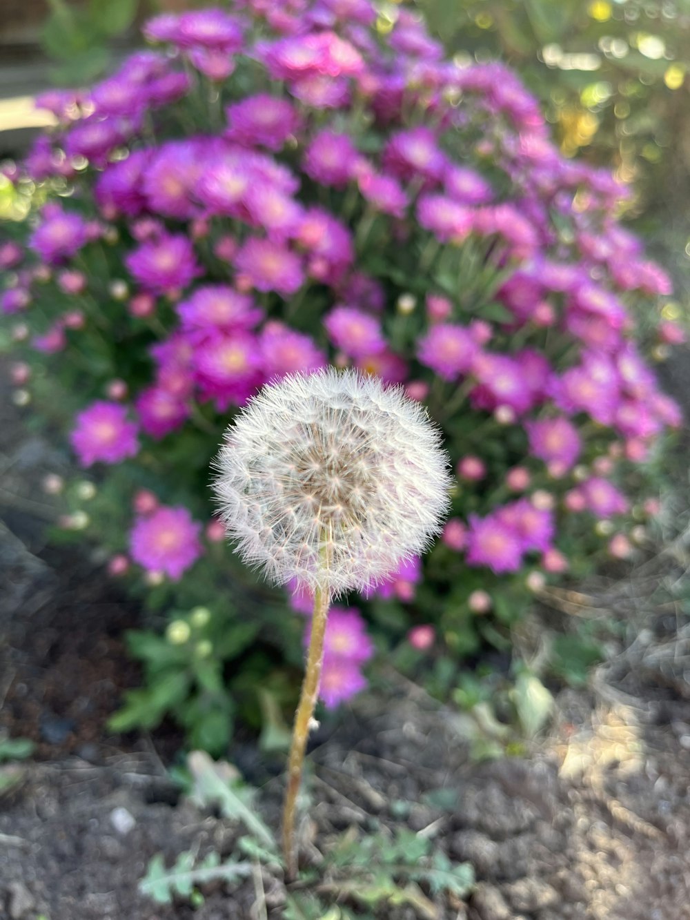 a close up of a dandelion with purple flowers in the background