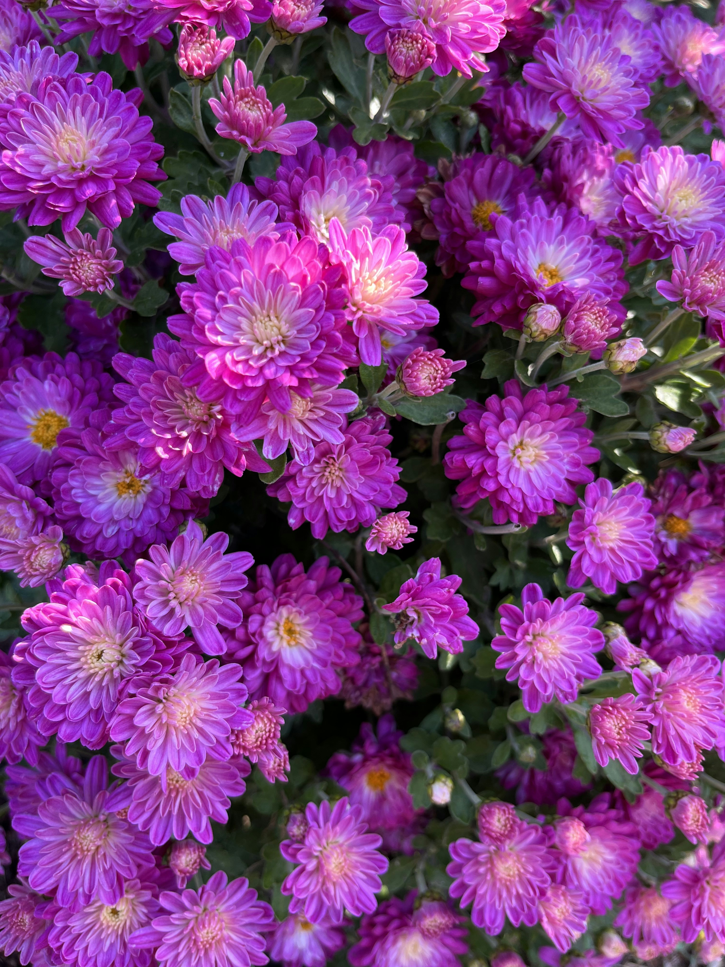 Photo by katrin_bloom