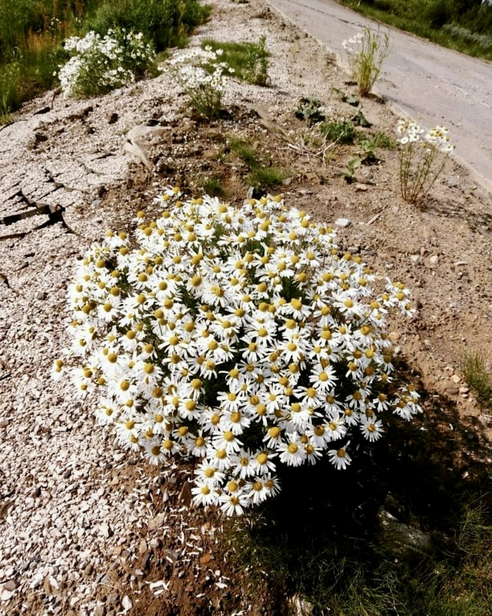 a bunch of flowers that are in the dirt