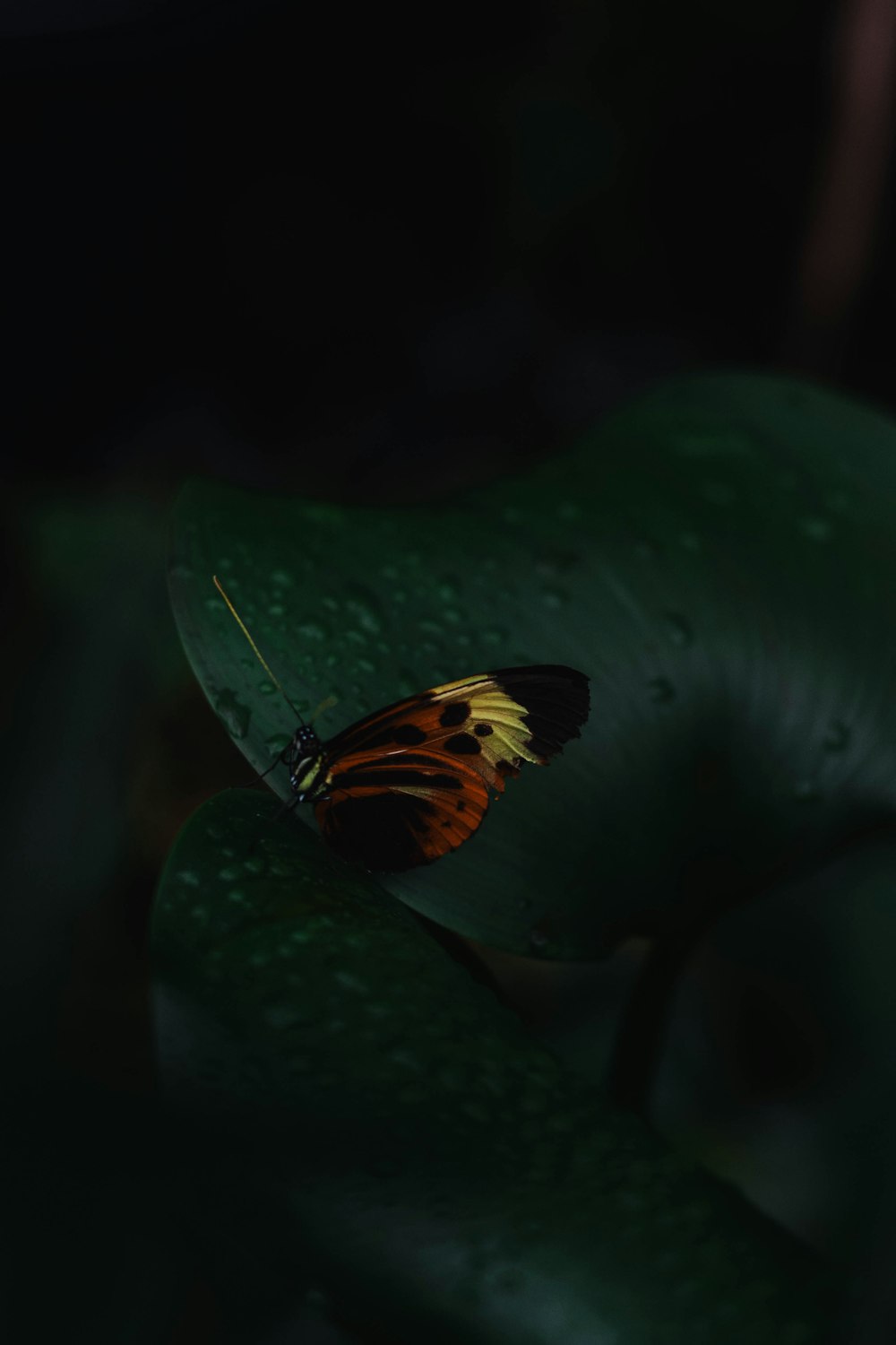 a butterfly sitting on top of a green leaf