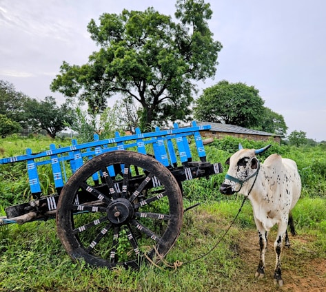 A traditional wooden cart with large black wheels is parked on a grassy area. Attached to the cart is a white cow with black spots, wearing a green harness. The cart is painted blue with decorative patterns. In the background, there are lush green trees and a small rustic building with a corrugated metal roof.