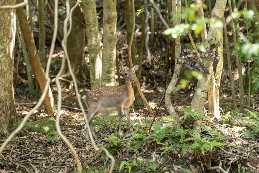 a deer standing in the middle of a forest