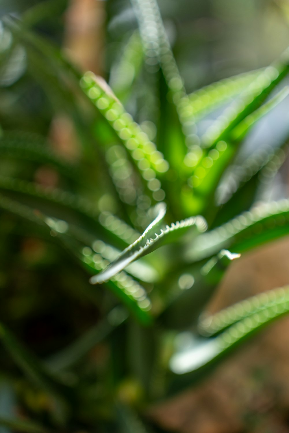 a close up of a green plant with water drops