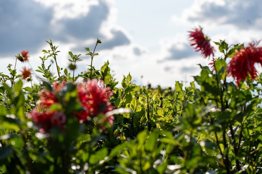 A high-definition image showcasing a vibrant, animated infinite garden with detailed flowers and greenery surrounding a sleek image storage interface.