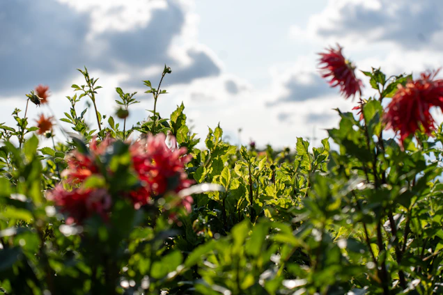 A vibrant garden scene featuring a flexible green garden hose coiled neatly beside blooming flowers under a bright blue sky.