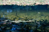 A serene garden pond with clear water and aquatic plants.