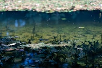 A serene pond with clear water, showcasing submerged plants and algae. The surface reflects fragments of surrounding greenery and light, enhancing the tranquil ambiance.