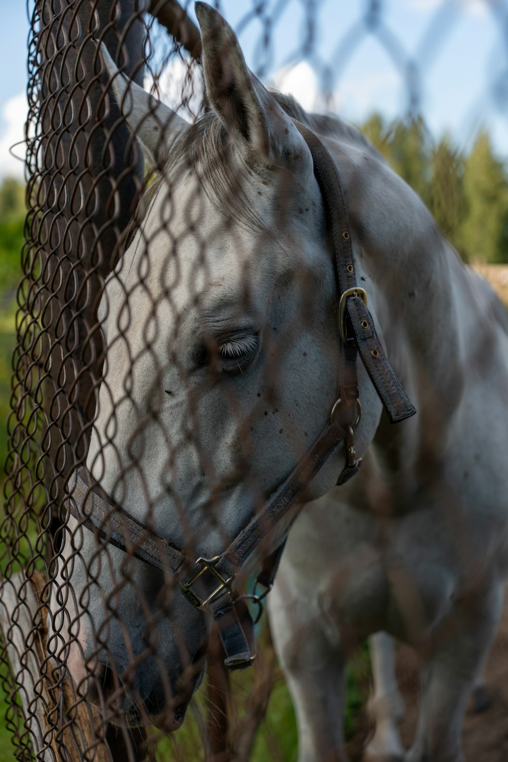 a close up of a horse behind a fence