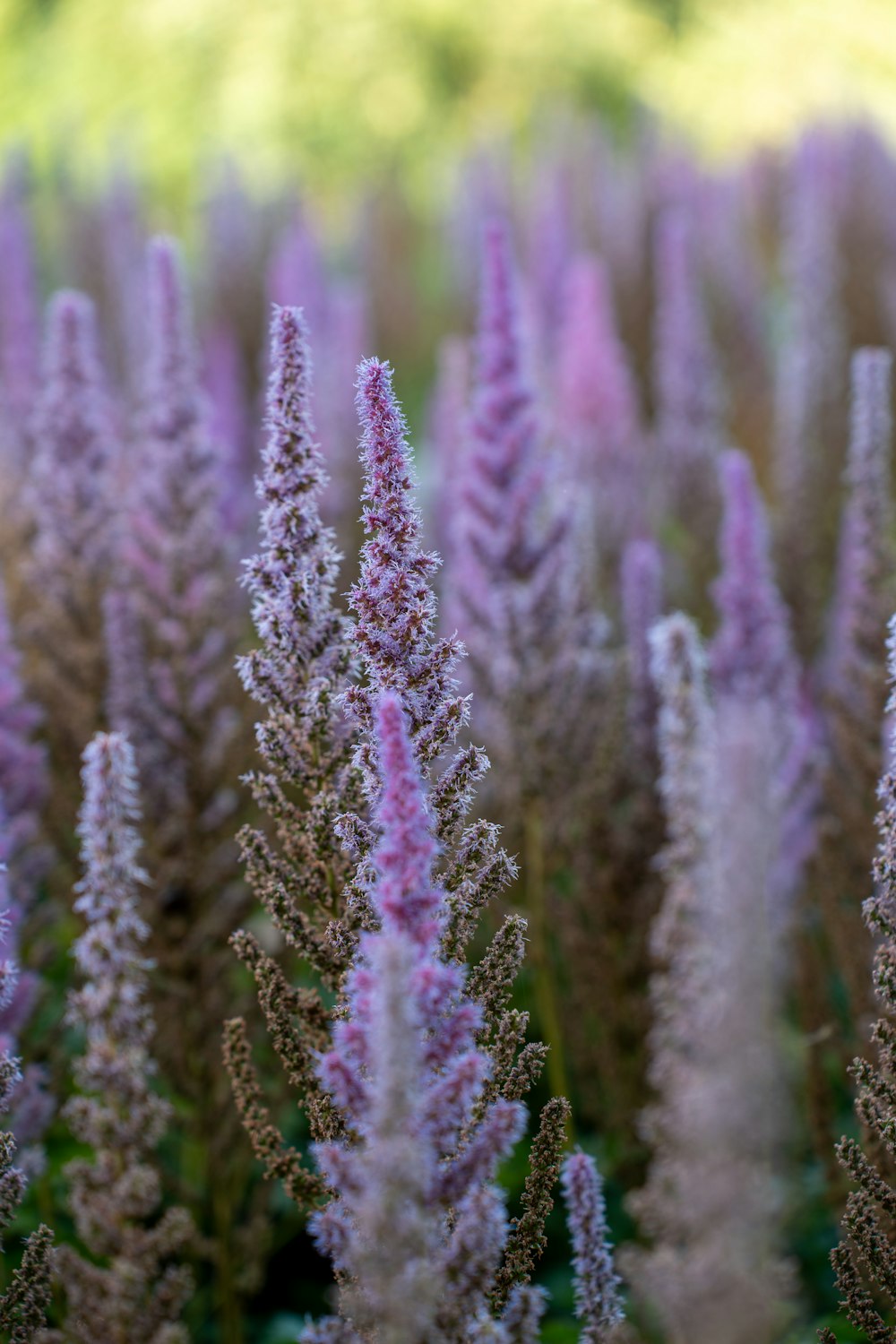 a field full of purple flowers with trees in the background